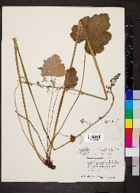 Heuchera americana var. americana image