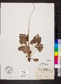 Heuchera americana image