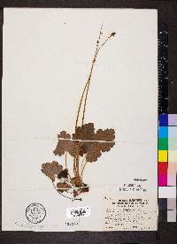 Heuchera americana var. hirsuticaulis image