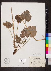 Heuchera americana image