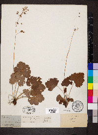 Heuchera americana var. hirsuticaulis image