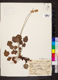 Heuchera cylindrica image