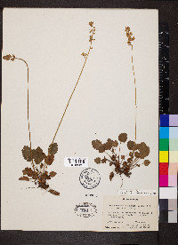 Heuchera cylindrica image