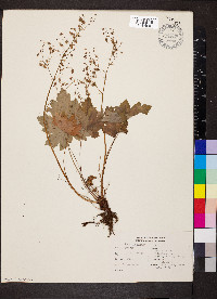 Heuchera glabra image