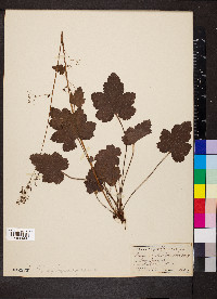 Heuchera micrantha image