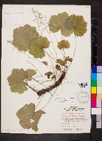 Heuchera missouriensis image