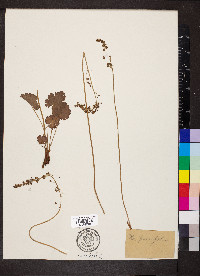 Heuchera parviflora image