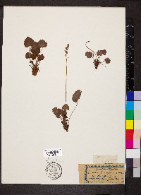 Heuchera parvifolia image