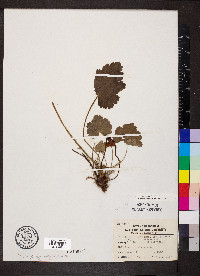 Heuchera richardsonii image