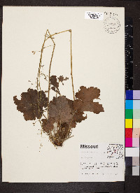 Heuchera richardsonii image