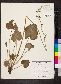 Heuchera richardsonii image