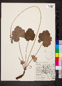 Heuchera richardsonii image