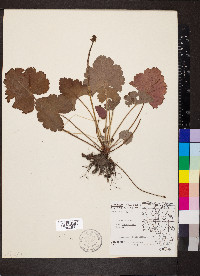 Heuchera richardsonii image