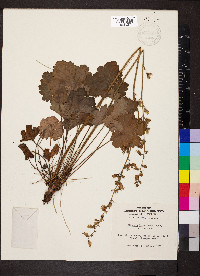 Heuchera richardsonii image