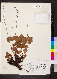 Heuchera rubescens image