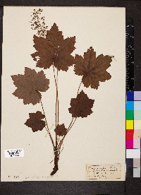 Heuchera villosa image