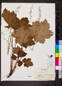 Heuchera villosa image