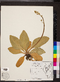 Micranthes pensylvanica image