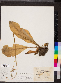 Micranthes pensylvanica image