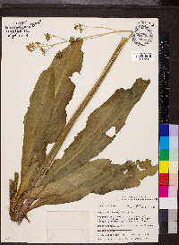 Micranthes pensylvanica image