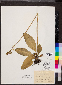 Micranthes pensylvanica image