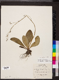 Micranthes pensylvanica image