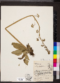 Micranthes pensylvanica image