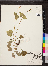 Mitella diphylla image