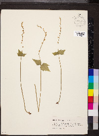 Mitella diphylla image