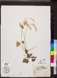 Mitella diphylla image