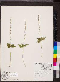 Mitella diphylla image