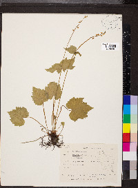 Mitella diphylla image