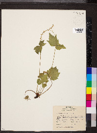 Mitella diphylla image