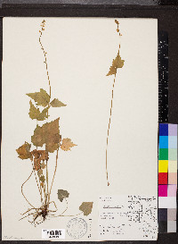 Mitella diphylla image
