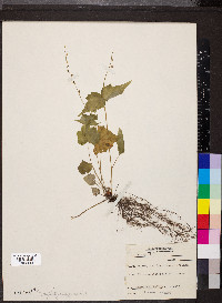 Mitella diphylla image