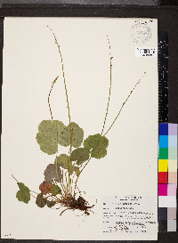 Mitella trifida image