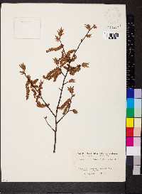 Carpinus laxiflora image