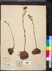 Saxifraga aizoon image