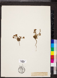 Saxifraga aizoon image