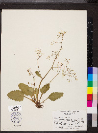 Saxifraga caroliniana image