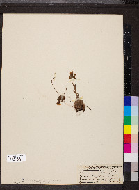 Saxifraga flagellaris image