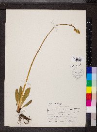 Saxifraga hieraciifolia image