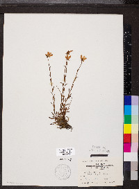 Saxifraga hirculus image