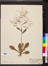 Saxifraga leucanthemifolia image