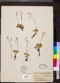 Saxifraga lyallii image