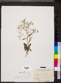 Saxifraga michauxii image