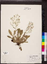 Saxifraga michauxii image