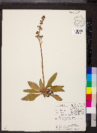 Saxifraga montanensis image