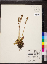 Saxifraga montanensis image