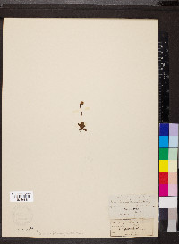 Saxifraga nivalis image